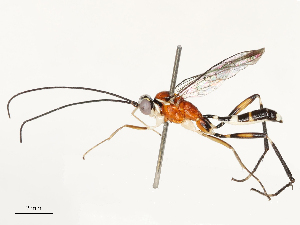  ( - CBG-A67024-A11)  @11 [ ] CreativeCommons - Attribution Share - Alike (2025) CBG Photography Group Centre for Biodiversity Genomics