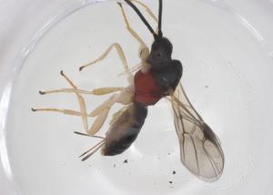  ( - CBG-A67635-E03)  @11 [ ] CreativeCommons - Attribution Share - Alike (2025) Centre for Biodiversity Genomics Centre for Biodiversity Genomics