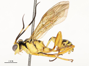  ( - CBG-A67805-D08)  @11 [ ] CreativeCommons - Attribution Share - Alike (2025) CBG Photography Group Centre for Biodiversity Genomics