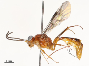  ( - CBG-A67806-C01)  @11 [ ] CreativeCommons - Attribution Share - Alike (2025) CBG Photography Group Centre for Biodiversity Genomics