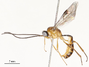  ( - CBG-A67806-C03)  @11 [ ] CreativeCommons - Attribution Share - Alike (2025) CBG Photography Group Centre for Biodiversity Genomics