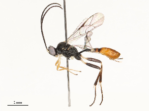  ( - CBG-A67806-C04)  @11 [ ] CreativeCommons - Attribution Share - Alike (2025) CBG Photography Group Centre for Biodiversity Genomics