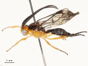  (Proterops Malaise5771 - CBG-A67806-C07)  @11 [ ] CreativeCommons - Attribution Share - Alike (2025) CBG Photography Group Centre for Biodiversity Genomics