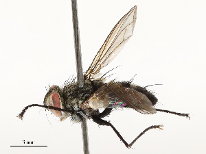  (Neomintho Malaise2669 - CBG-A67826-B11)  @11 [ ] CreativeCommons - Attribution Share - Alike (2025) CBG Photography Group Centre for Biodiversity Genomics