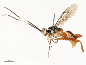  ( - CBG-A67828-D08)  @11 [ ] CreativeCommons - Attribution Share - Alike (2025) CBG Photography Group Centre for Biodiversity Genomics