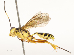  ( - CBG-A67828-E10)  @11 [ ] CreativeCommons - Attribution Share - Alike (2025) CBG Photography Group Centre for Biodiversity Genomics