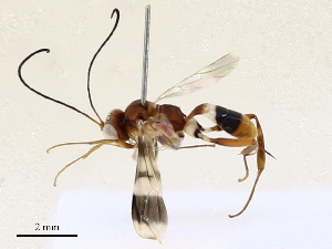  ( - CBG-A67859-C07)  @11 [ ] CreativeCommons - Attribution Share - Alike (2025) CBG Photography Group Centre for Biodiversity Genomics