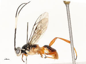  ( - CBG-A67899-F01)  @11 [ ] CreativeCommons - Attribution Share - Alike (2025) CBG Photography Group Centre for Biodiversity Genomics