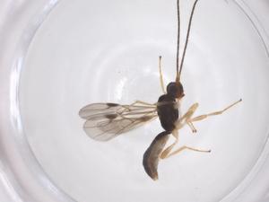  ( - CBG-A68115-A10)  @11 [ ] CreativeCommons - Attribution Share - Alike (2025) Centre for Biodiversity Genomics Centre for Biodiversity Genomics