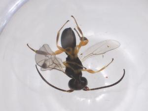  (Leptodrepana Malaise6845 - CBG-A68115-B03)  @11 [ ] CreativeCommons - Attribution Share - Alike (2025) Centre for Biodiversity Genomics Centre for Biodiversity Genomics