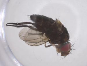  ( - CBG-A68115-C09)  @11 [ ] CreativeCommons - Attribution Share - Alike (2025) Centre for Biodiversity Genomics Centre for Biodiversity Genomics