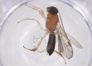  ( - CBG-A68115-F10)  @11 [ ] CreativeCommons - Attribution Share - Alike (2025) Centre for Biodiversity Genomics Centre for Biodiversity Genomics