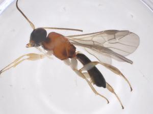  (Leptodrepana Malaise7981 - CBG-A68121-A04)  @11 [ ] CreativeCommons - Attribution Share - Alike (2025) Centre for Biodiversity Genomics Centre for Biodiversity Genomics