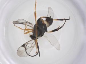  (Diolcogaster Choi78 - CBG-A68217-A09)  @11 [ ] CreativeCommons - Attribution Share - Alike (2025) Centre for Biodiversity Genomics Centre for Biodiversity Genomics