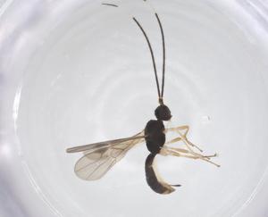  ( - CBG-A68217-C12)  @11 [ ] CreativeCommons - Attribution Share - Alike (2025) Centre for Biodiversity Genomics Centre for Biodiversity Genomics