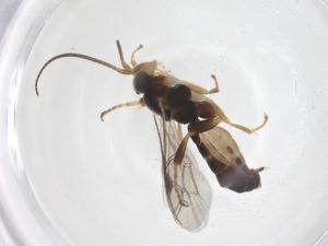  ( - CBG-A68221-A11)  @11 [ ] CreativeCommons - Attribution Share - Alike (2025) Centre for Biodiversity Genomics Centre for Biodiversity Genomics