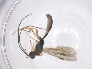  ( - CBG-A68222-H11)  @11 [ ] CreativeCommons - Attribution Share - Alike (2025) Centre for Biodiversity Genomics Centre for Biodiversity Genomics