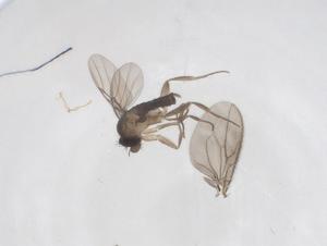  ( - CBG-A68237-B09)  @11 [ ] CreativeCommons - Attribution Share - Alike (2025) Centre for Biodiversity Genomics Centre for Biodiversity Genomics