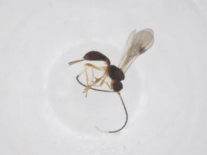  (Heterospilus Malaise6655 - CBG-A68240-C07)  @11 [ ] CreativeCommons - Attribution Share - Alike (2025) Centre for Biodiversity Genomics Centre for Biodiversity Genomics