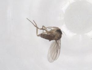  ( - CBG-A68318-E07)  @11 [ ] CreativeCommons - Attribution Share - Alike (2025) Centre for Biodiversity Genomics Centre for Biodiversity Genomics