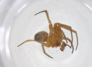  ( - CBG-A68320-F09)  @11 [ ] CreativeCommons - Attribution Share - Alike (2025) Centre for Biodiversity Genomics Centre for Biodiversity Genomics