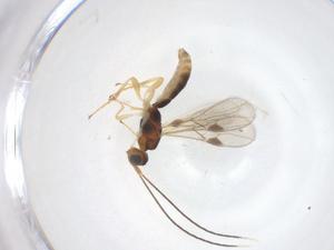  ( - CBG-A68336-G06)  @11 [ ] CreativeCommons - Attribution Share - Alike (2025) Centre for Biodiversity Genomics Centre for Biodiversity Genomics