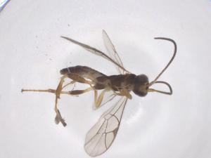  ( - CBG-A68340-G02)  @11 [ ] CreativeCommons - Attribution Share - Alike (2025) Centre for Biodiversity Genomics Centre for Biodiversity Genomics