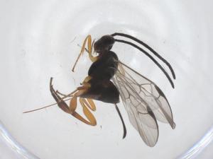  ( - CBG-A68349-E10)  @11 [ ] CreativeCommons - Attribution Share - Alike (2025) Centre for Biodiversity Genomics Centre for Biodiversity Genomics