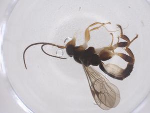  ( - CBG-A68350-B03)  @11 [ ] CreativeCommons - Attribution Share - Alike (2025) Centre for Biodiversity Genomics Centre for Biodiversity Genomics