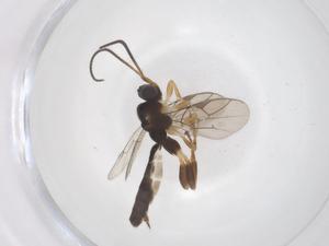  ( - CBG-A68354-A05)  @11 [ ] CreativeCommons - Attribution Share - Alike (2025) Centre for Biodiversity Genomics Centre for Biodiversity Genomics