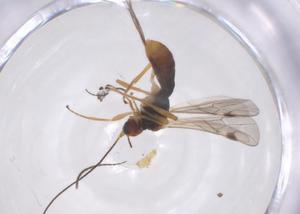  ( - CBG-A68582-E08)  @11 [ ] CreativeCommons - Attribution Share - Alike (2025) Centre for Biodiversity Genomics Centre for Biodiversity Genomics