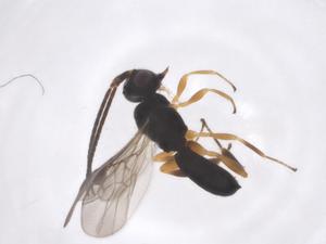  ( - CBG-A68582-H06)  @11 [ ] CreativeCommons - Attribution Share - Alike (2025) Centre for Biodiversity Genomics Centre for Biodiversity Genomics