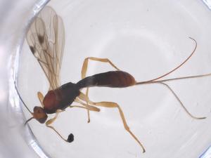  ( - CBG-A68584-D09)  @11 [ ] CreativeCommons - Attribution Share - Alike (2025) Centre for Biodiversity Genomics Centre for Biodiversity Genomics