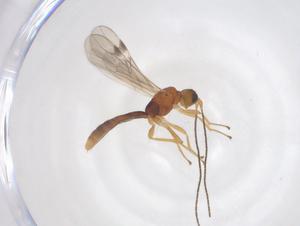  ( - CBG-A68585-D03)  @11 [ ] CreativeCommons - Attribution Share - Alike (2025) Centre for Biodiversity Genomics Centre for Biodiversity Genomics