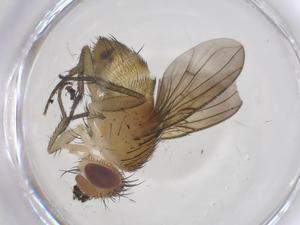  ( - CBG-A68587-E07)  @11 [ ] CreativeCommons - Attribution Share - Alike (2025) Centre for Biodiversity Genomics Centre for Biodiversity Genomics