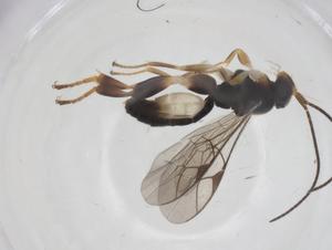  ( - CBG-A68591-B04)  @11 [ ] CreativeCommons - Attribution Share - Alike (2025) Centre for Biodiversity Genomics Centre for Biodiversity Genomics