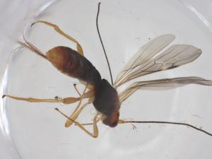  ( - CBG-A68591-C07)  @11 [ ] CreativeCommons - Attribution Share - Alike (2025) Centre for Biodiversity Genomics Centre for Biodiversity Genomics