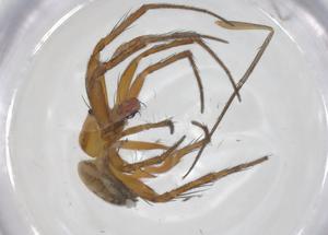  ( - CBG-A68591-F10)  @11 [ ] CreativeCommons - Attribution Share - Alike (2025) Centre for Biodiversity Genomics Centre for Biodiversity Genomics