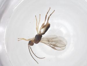  ( - CBG-A68642-G09)  @11 [ ] CreativeCommons - Attribution Share - Alike (2025) Centre for Biodiversity Genomics Centre for Biodiversity Genomics