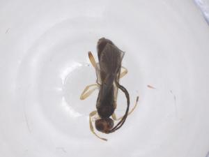  ( - CBG-A68666-D05)  @11 [ ] CreativeCommons - Attribution Share - Alike (2025) Centre for Biodiversity Genomics Centre for Biodiversity Genomics