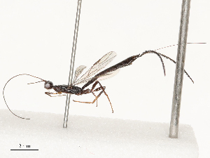  ( - CBG-A69599-D03)  @11 [ ] CreativeCommons - Attribution Share - Alike (2025) CBG Photography Group Centre for Biodiversity Genomics