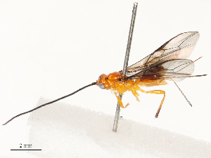  (opiMalaise01 Malaise8025 - CBG-A69599-D04)  @11 [ ] CreativeCommons - Attribution Share - Alike (2025) CBG Photography Group Centre for Biodiversity Genomics