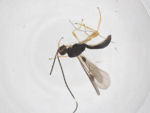  (Heterospilus Malaise5430 - CBG-A70324-A02)  @11 [ ] CreativeCommons - Attribution Share - Alike (2025) Centre for Biodiversity Genomics Centre for Biodiversity Genomics