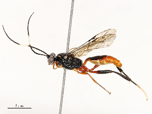  ( - CBG-A72925-C11)  @11 [ ] CreativeCommons - Attribution Share - Alike (2025) CBG Photography Group Centre for Biodiversity Genomics