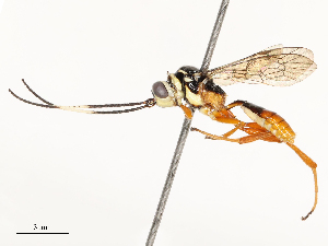  ( - CBG-A72925-D04)  @11 [ ] CreativeCommons - Attribution Share - Alike (2025) CBG Photography Group Centre for Biodiversity Genomics