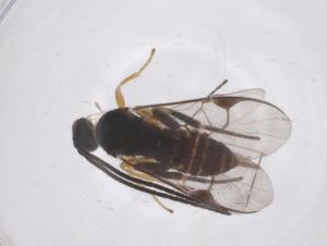  (Dolichogenidea Janzen246 - CBG-B12365-H10)  @11 [ ] CreativeCommons - Attribution Share - Alike (2025) Centre for Biodiversity Genomics Centre for Biodiversity Genomics