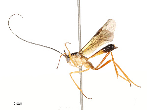  ( - CBG-B12677-A09)  @11 [ ] CreativeCommons - Attribution Share - Alike (2025) CBG Photography Group Centre for Biodiversity Genomics