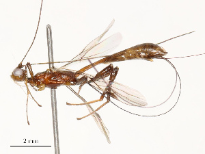  ( - CBG-B12677-D11)  @11 [ ] CreativeCommons - Attribution Share - Alike (2025) CBG Photography Group Centre for Biodiversity Genomics