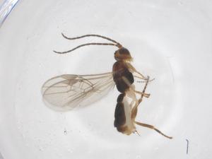  ( - CBG-B12713-G06)  @11 [ ] CreativeCommons - Attribution Share - Alike (2025) Centre for Biodiversity Genomics Centre for Biodiversity Genomics