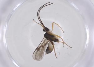  (Glyptapanteles Malaise8411 - CBG-B12715-B06)  @11 [ ] CreativeCommons - Attribution Share - Alike (2025) Centre for Biodiversity Genomics Centre for Biodiversity Genomics